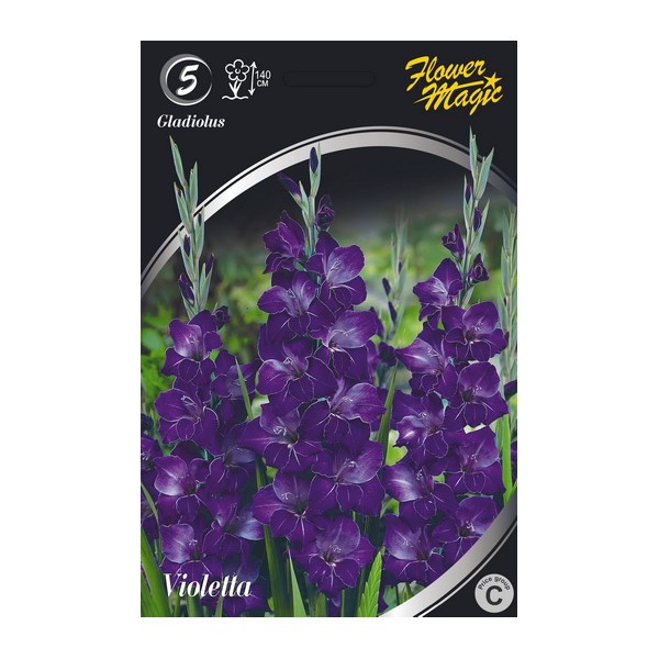 Gladioolid VIOLETTA