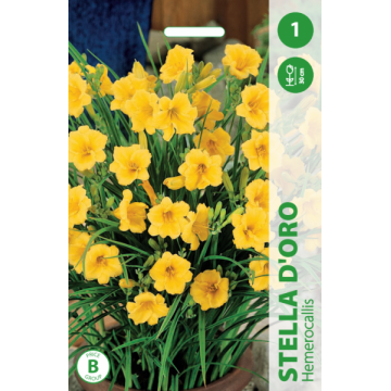 Hemerocallis Stella d`Oro