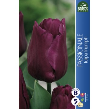 Tulp PASSIONALE