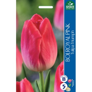 TULP BOLROYAL PINK