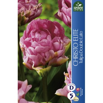 TULP CHRISTO ELITE