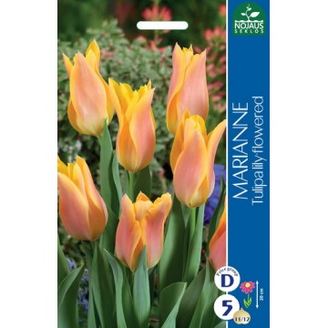 Tulp MARIANNE