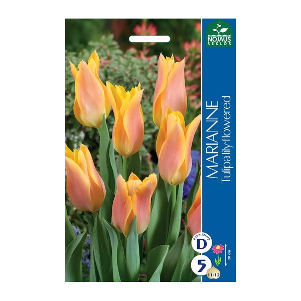 Tulp MARIANNE