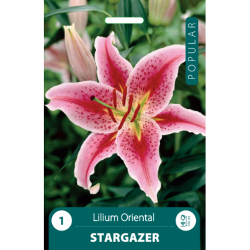 Liilia STARGAZER