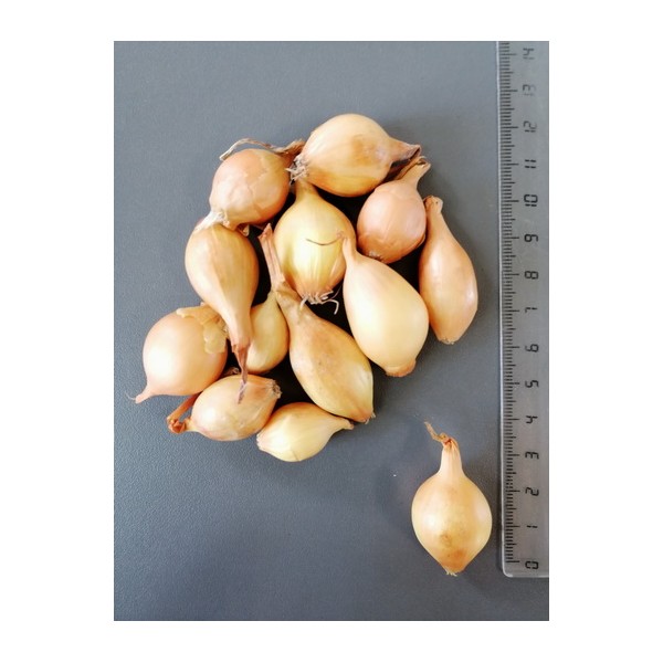0.5KG STURON 14/21 Tippsibul
