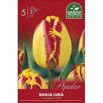 Тюльпаны BANJA LUKA