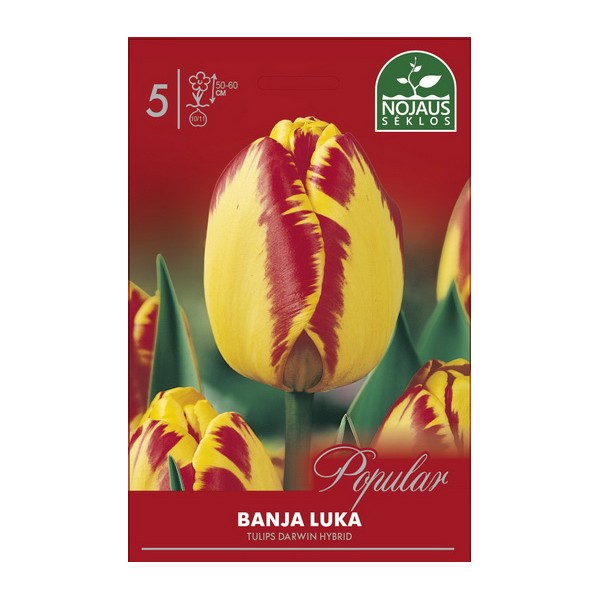 Tulp BANJA LUKA