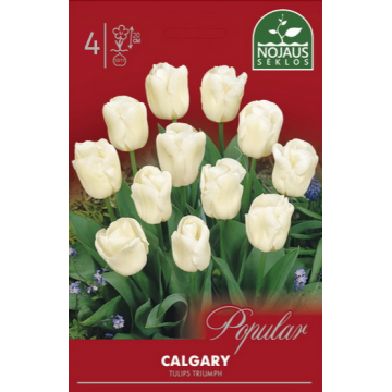 Tulp CALGARY