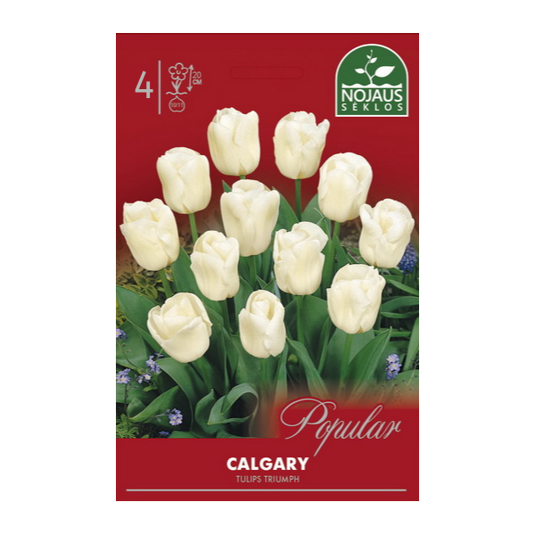 Tulp CALGARY