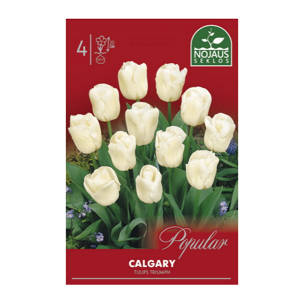 Tulpes CALGARY