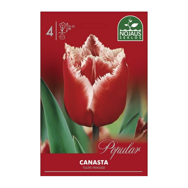 Тюльпаны CANASTA