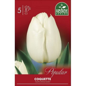 Тюльпаны COQUETTE