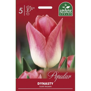 Tulp DYNASTY