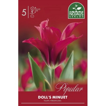 POPULAR TULPĖS DOLL'S MINUET
