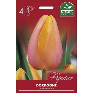 Tulp DORDOGNE