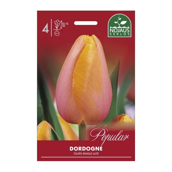 Tulp DORDOGNE