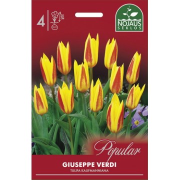 Tulp GIUSEPPE VERDI