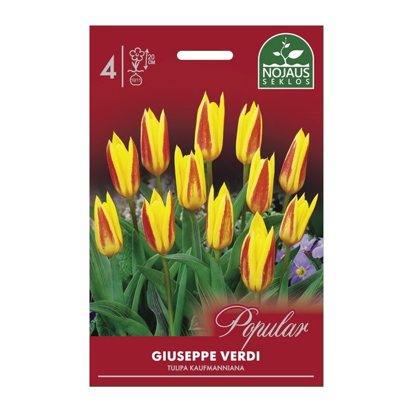 Tulp GIUSEPPE VERDI