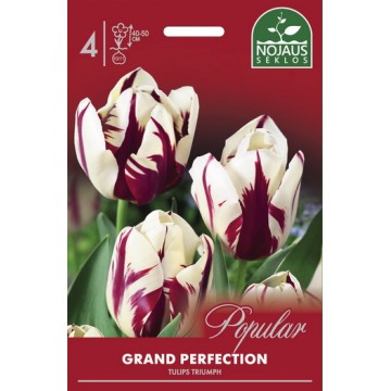 Tulp GRAND PERFECTION