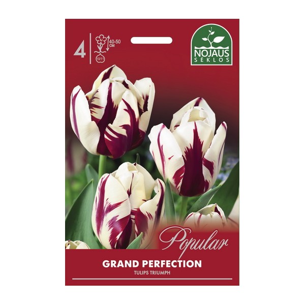 Tulp GRAND PERFECTION