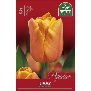 Тюльпаны JIMMY