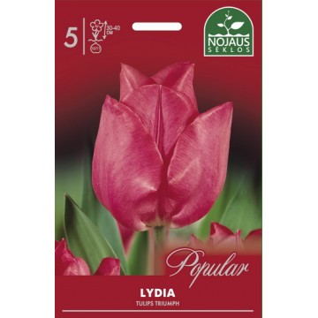 Тюльпаны LYDIA