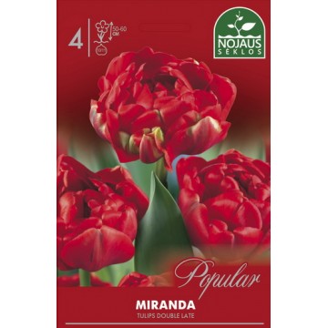 POPULAR TULPĖS MIRANDA