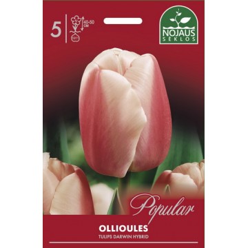 Tulpes OLLIOULES