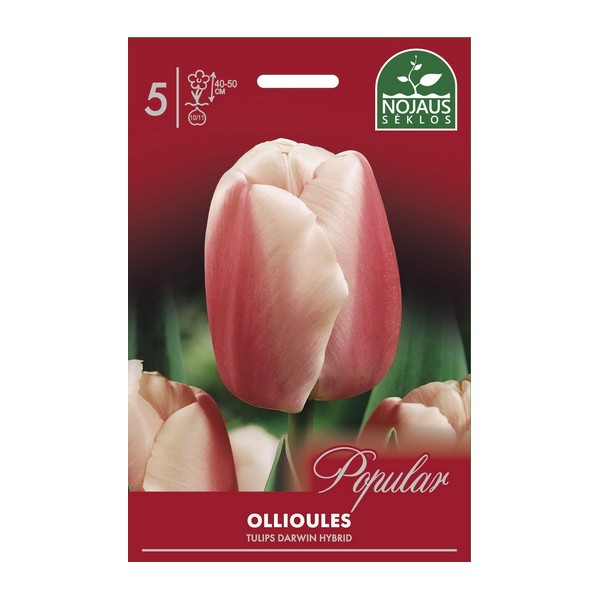 Тюльпаны OLLIOULES