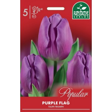 Тюльпаны PURPLE FLAG