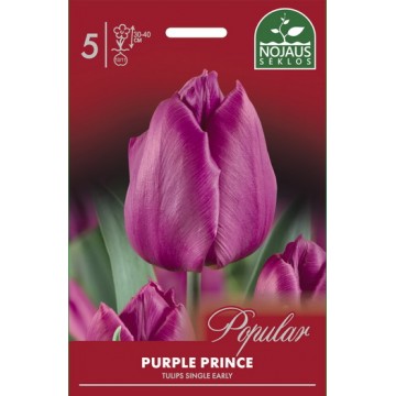 Tulpes PURPLE PRINCE