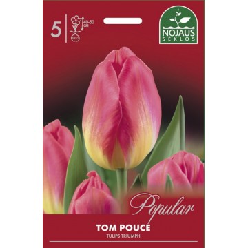 Tulpes TOM POUCE