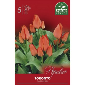 POPULAR TULPĖS TORONTO