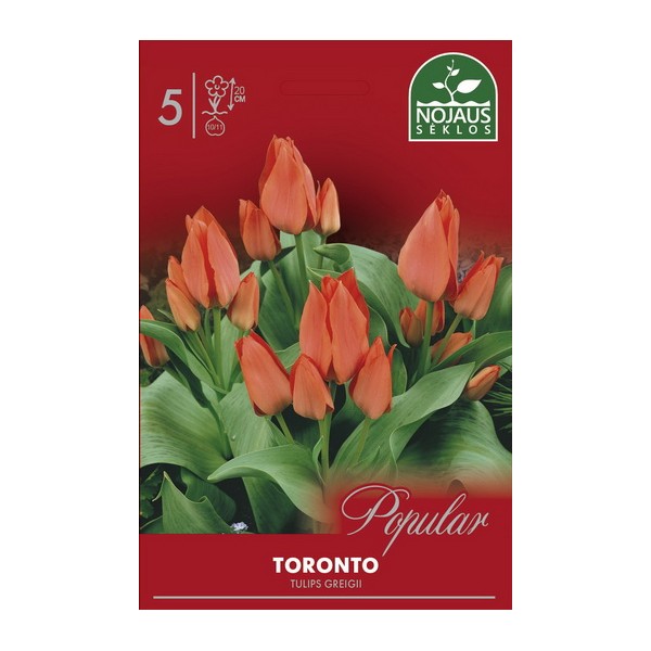 Tulp TORONTO
