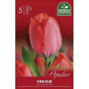 Тюльпаны VAN EIJK