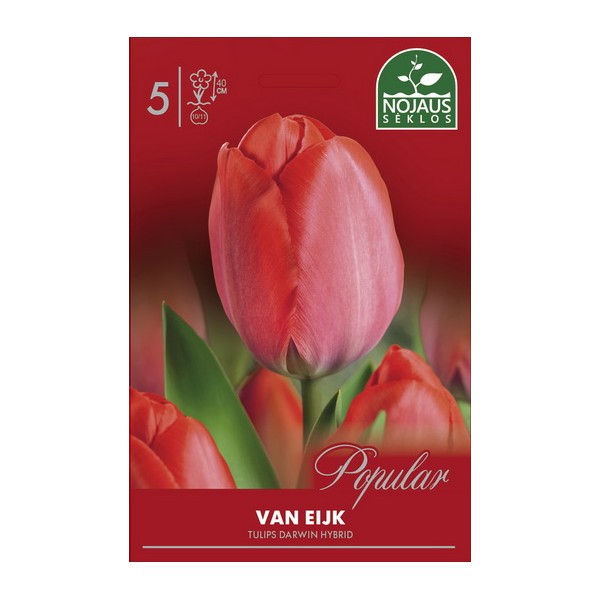 Tulp VAN EIJK
