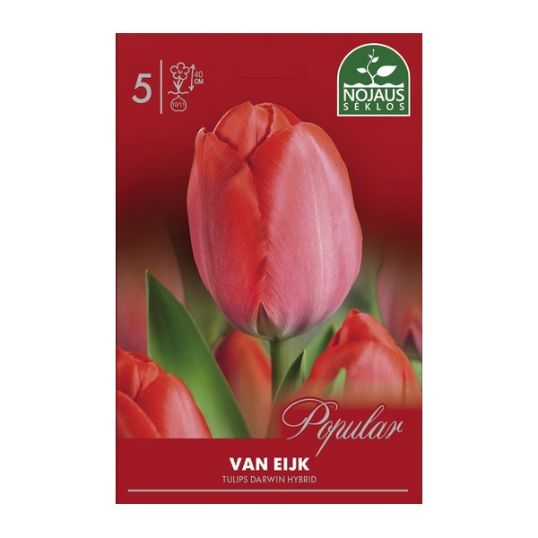 Тюльпаны VAN EIJK