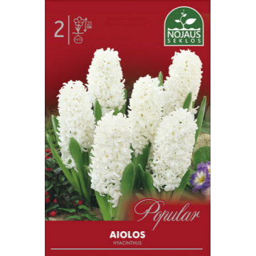 Hyacinthus AIOLOS