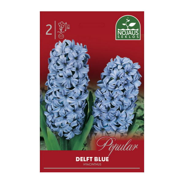 POPULAR HIACINTAI DELFT BLUE