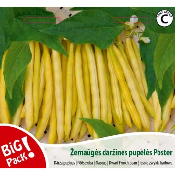 Põõsasaedoa Poster 