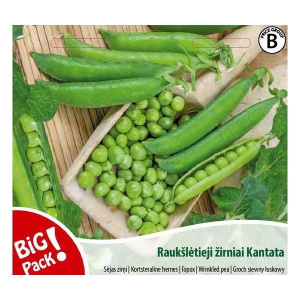 Kortsudega herned Kantaat
