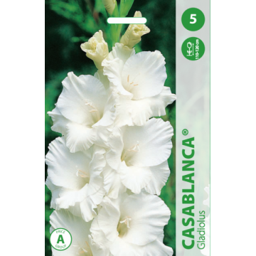 Gladiolus Casablanca