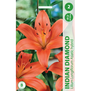 Lilium Indian Diamond