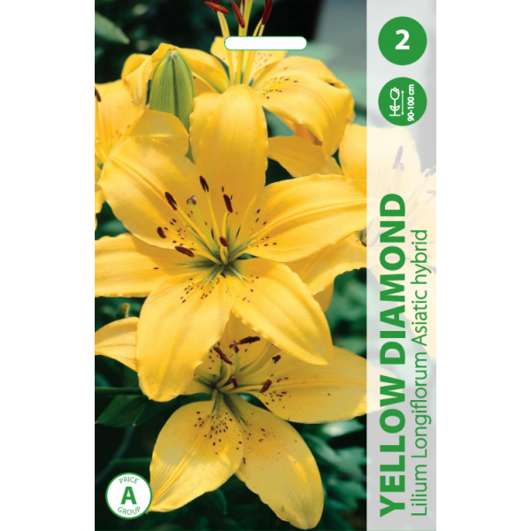 Liiliad YELLOW DIAMOND