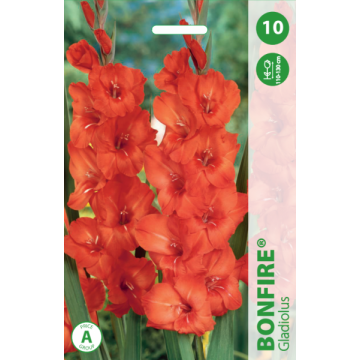 Gladioolid Bonfire
