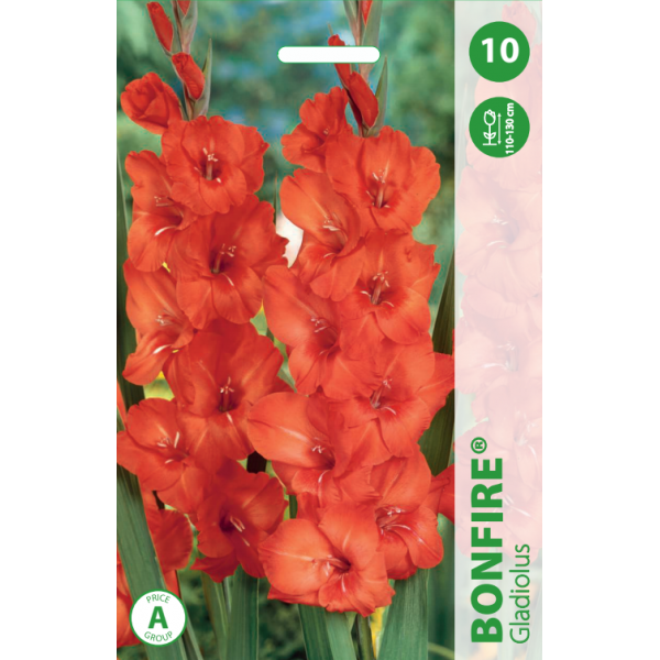 Гладиолусы Bonfire