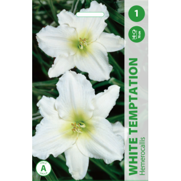 Päevaliilia White Temptation