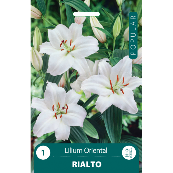 Лилии Rialto