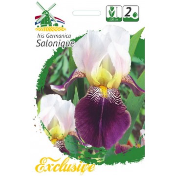 EXCLUSIVE Iiris SOLONIQUE 1tk.