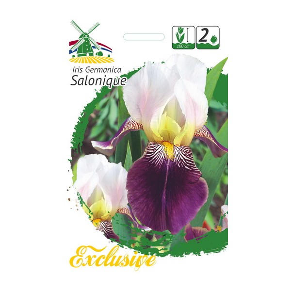 EXCLUSIVE Iiris SOLONIQUE 1tk.